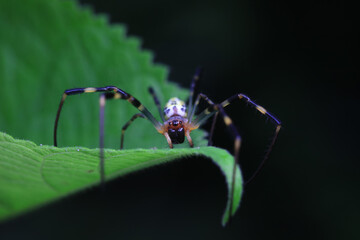 Spiders in the wild, North China