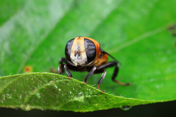 Aphid eating flies in the wild, North China
