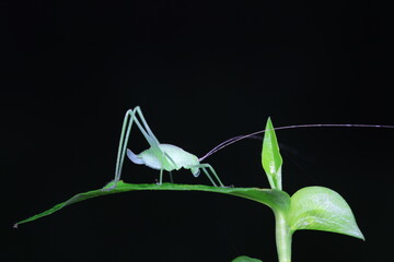 Katydid nymphs in the wild, North China