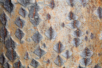 Populus tomentosa bark, close-up photo, North China