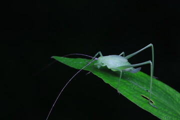 Katydid nymphs in the wild, North China