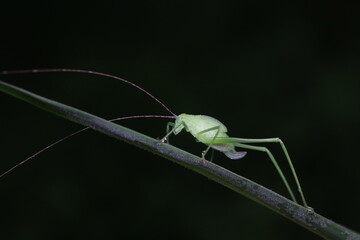 Katydid nymphs in the wild, North China
