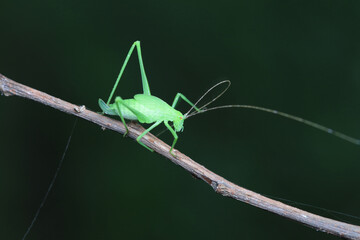 Katydid nymphs in the wild, North China