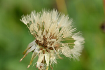akènes de pissenlit