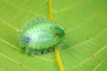 Lepidoptera larvae in the wild, North China