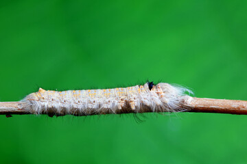 Lepidoptera larvae in the wild, North China