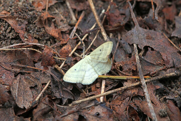 Lepidoptera insects in the wild, North China