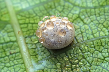 Insect eggs on wild plants, North China