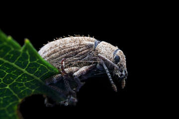 Weevil on wild plants, North China