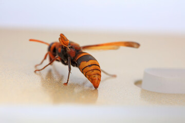 Bee insects in the wild, North China