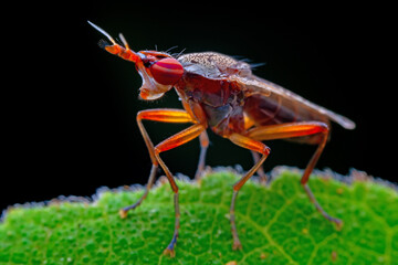 Flies on wild plants, North China