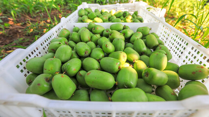 The just picked soft jujube kiwi fruit is in a plastic basket, North China