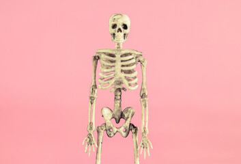 Human skeleton opposite pink pastel colored background.
