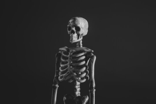 Mannequin of human skeleton opposite black background.