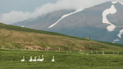 Birds perching and resting in the iconic icelandic landscape with icecaps all over