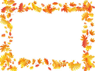 Oak, maple, wild ash rowan leaves vector, autumn foliage on white background.