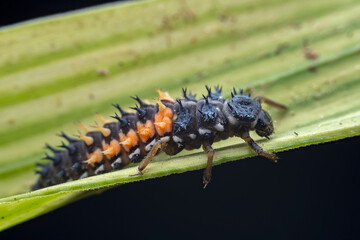 Ladybugs on wild plants, North China