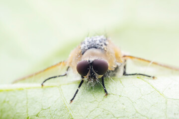 Flies on wild plants, North China
