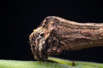 Lepidoptera larva inchworm in the wild, North China