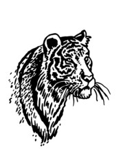 Obraz na płótnie Canvas Graphical vector portrait of tiger isolated on white , stripy skin design 