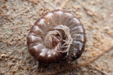 class diplopoda animal in the wild, North China
