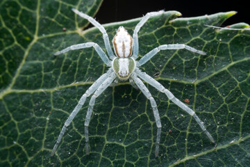 Spiders in the wild, North China