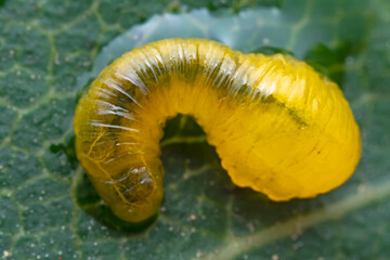 Leaf bee larvae on wild plants, North China