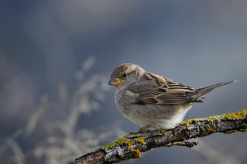 Birds in freedom and in their environment.