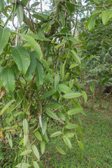 Growing vanilla in Costa Rica..