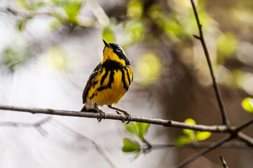 Male Magnolia Warbler (Setophaga magnolia) on a tree