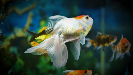Beautifully colored goldfish swim in the clear aquarium water