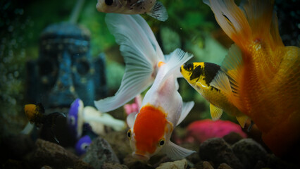 Beautifully colored goldfish swim in the clear aquarium water © Last 4ever