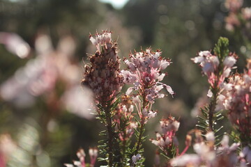 Wildflowers