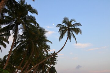 Fototapeta na wymiar beautiful palm trees - Sri Lanka, Asia
