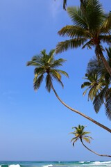 beautiful palm trees - Sri Lanka, Asia