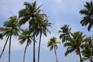 Obraz na płótnie Canvas beautiful palm trees - Sri Lanka, Asia