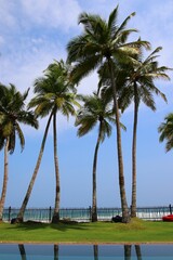 Fototapeta premium beautiful palm trees - Sri Lanka, Asia