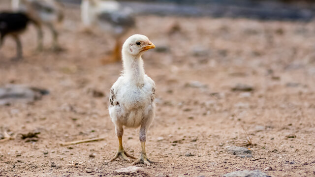 Hen. Indian breed (nattu koli) hen