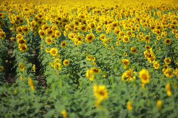 Beautiful field of blooming sunflowers on a background of blue sky.