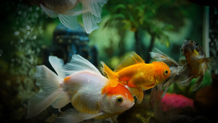 Fototapeta premium Beautifully colored goldfish swim in the clear aquarium water