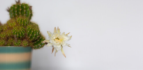 Blooming cactus in pot with white flower on white background with copy space
