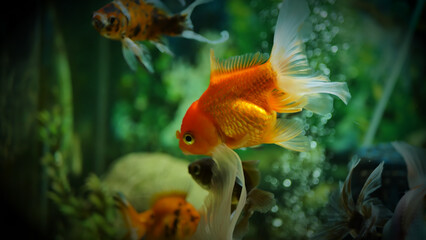 Beautifully colored goldfish swim in the clear aquarium water © Last 4ever