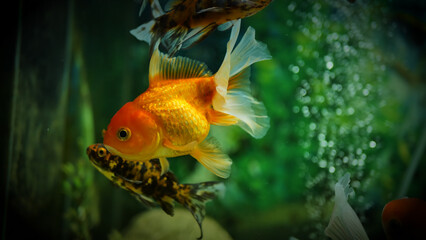 Beautifully colored goldfish swim in the clear aquarium water