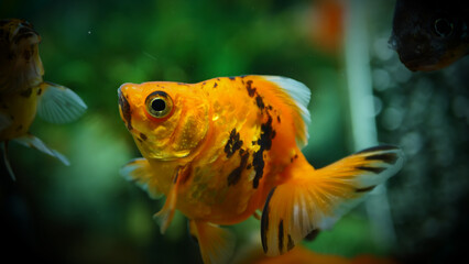 Beautifully colored goldfish swim in the clear aquarium water