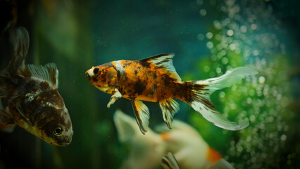 Beautifully colored goldfish swim in the clear aquarium water