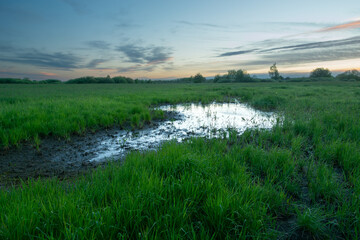 Swamp on green meadow and evening clouds, Nowiny, Poland