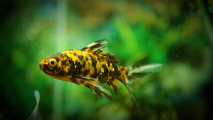 Beautifully colored goldfish swim in the clear aquarium water