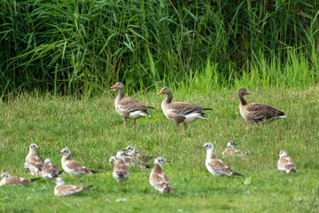 Wild gray geese and young black-headed gulls, Stankow, Poland