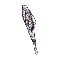 Hand drawn Iris flower in line-art style isolated on white background. Botanical vector illustration.