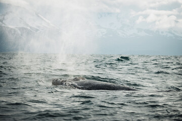 Humpback whales revealing their trademark fluke, while gaining energy for a long and deep dive